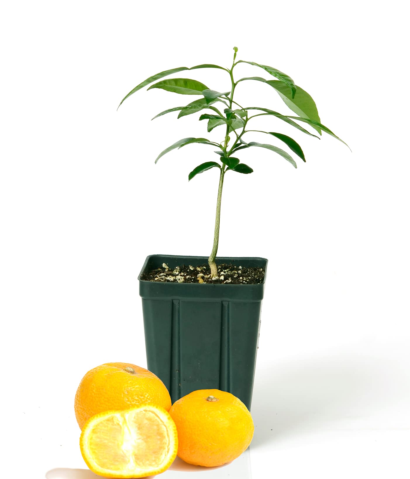 Gerald Winters and Son Yuzu Citrus Tree - XL. Junos. 5'' 8'' Green