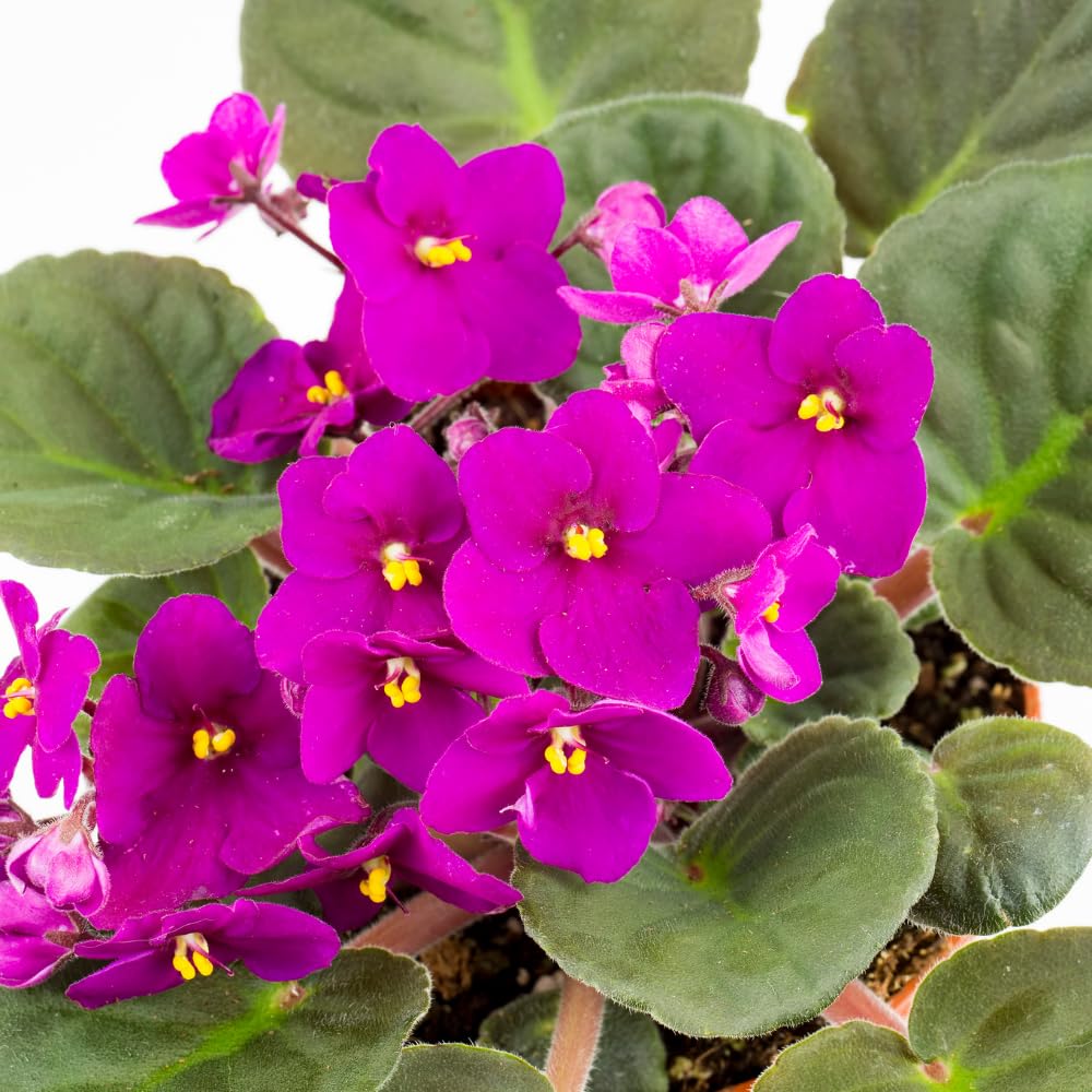 Red Purple African Violet Live Plant Houseplants, African Violet Flowering Plants Perennial, 4 Inch Pot