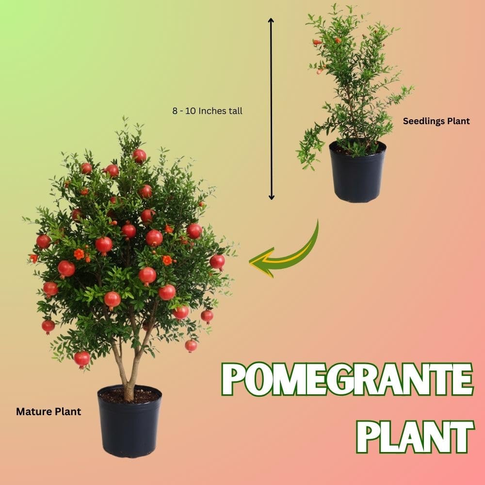 Live Sweet Pomegranate Plant, Red Pomegranate Plants Live Tree 8 to 10 Inches Tall, Pomegranates Fruit Tree, Well Rooted, 4 Inches Pot Plants