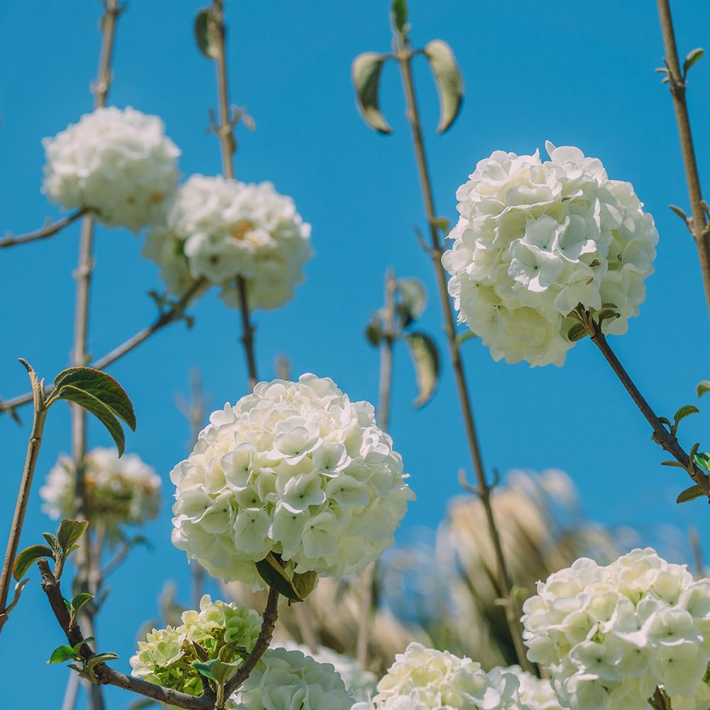 Chinese Snowball Viburnum (2.5 Quart) Flowering Semi-Evergreen Shrub with White Hydrangea-Like Blooms - Full to Part Sun Live Outdoor Plant