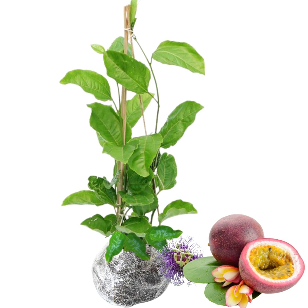 Passion Fruit Tree Live Plant, Purple Passionfruit Vine Plant, Passion Plant 5 to 7 Inc Tall, Gardenining Indoor Outdoor
