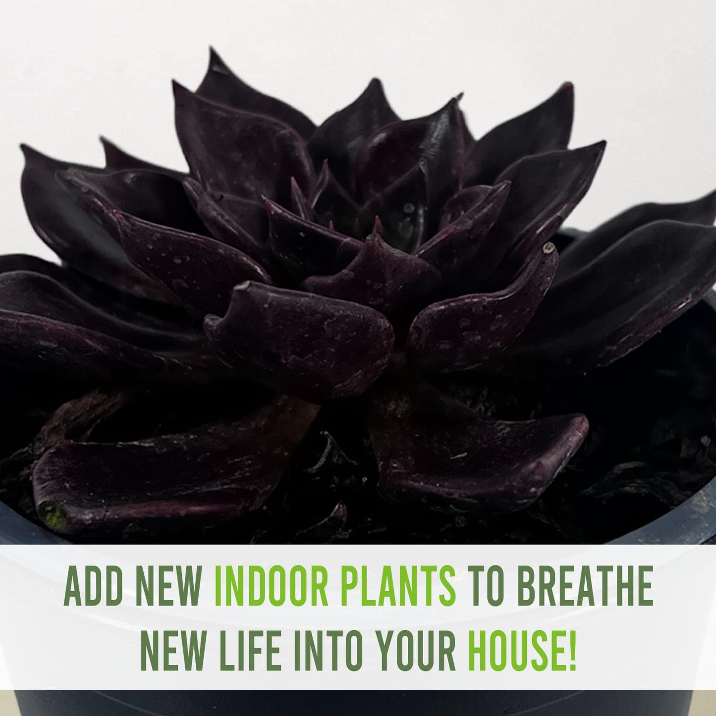 LEAL PLANTS ECUADOR Echeveria Dark Purple (Pack of 2) | Echeveria Succulent Purple Pearl |Natural Décor Plant |Evergreen Live Indoor Plant