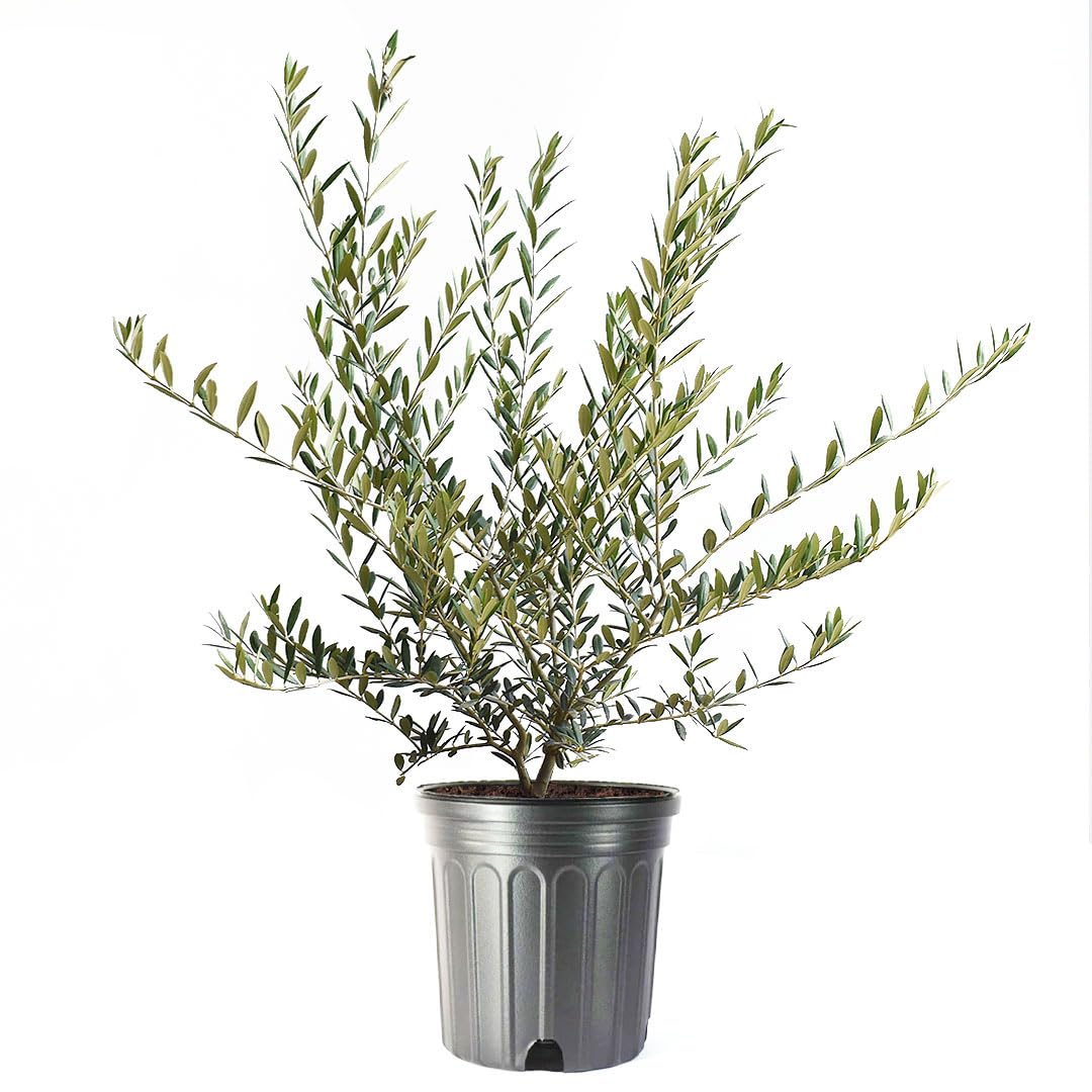 American Plant Exchange Live Olive Tree, Arbequina – Real Fruiting, Edible Indoor/Outdoor Houseplant – Large 10-Inch Pot, Perfect for Home, Office, Patio & Garden Décor