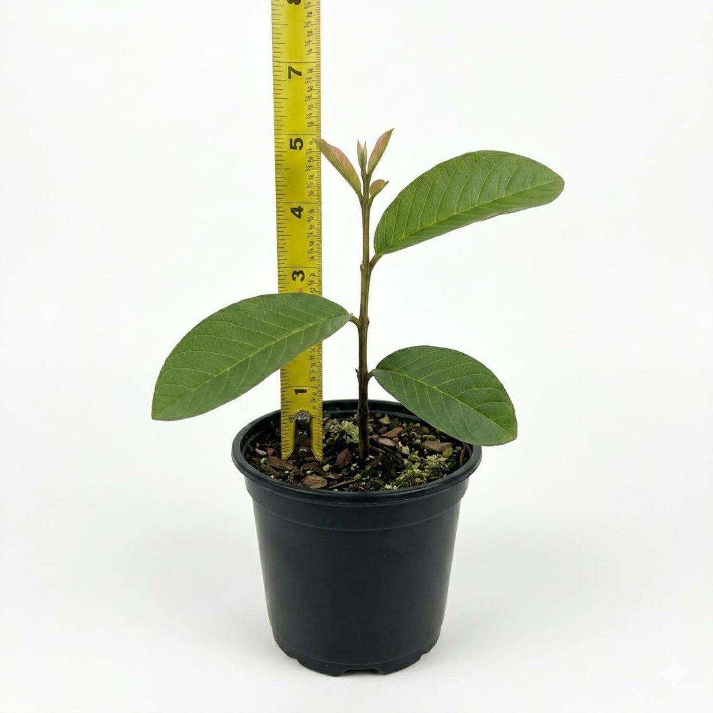 Pink Guava Tree Live Plant, 4-6 Inches Guava Fruit Tree Well Rooted, Tropical Fruit Trees for Containers and Garden Growing