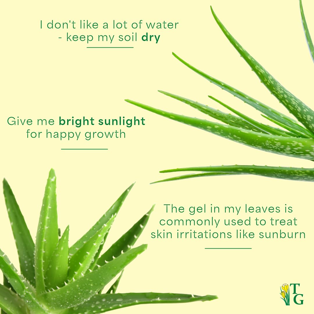 Thorsen's Greenhouse Aloe Vera, Live Indoor Plant, Aloe barbadensis, Easy to Grow, Succulent, Natural Air Purifier, 6" Diameter Pot (Navy)