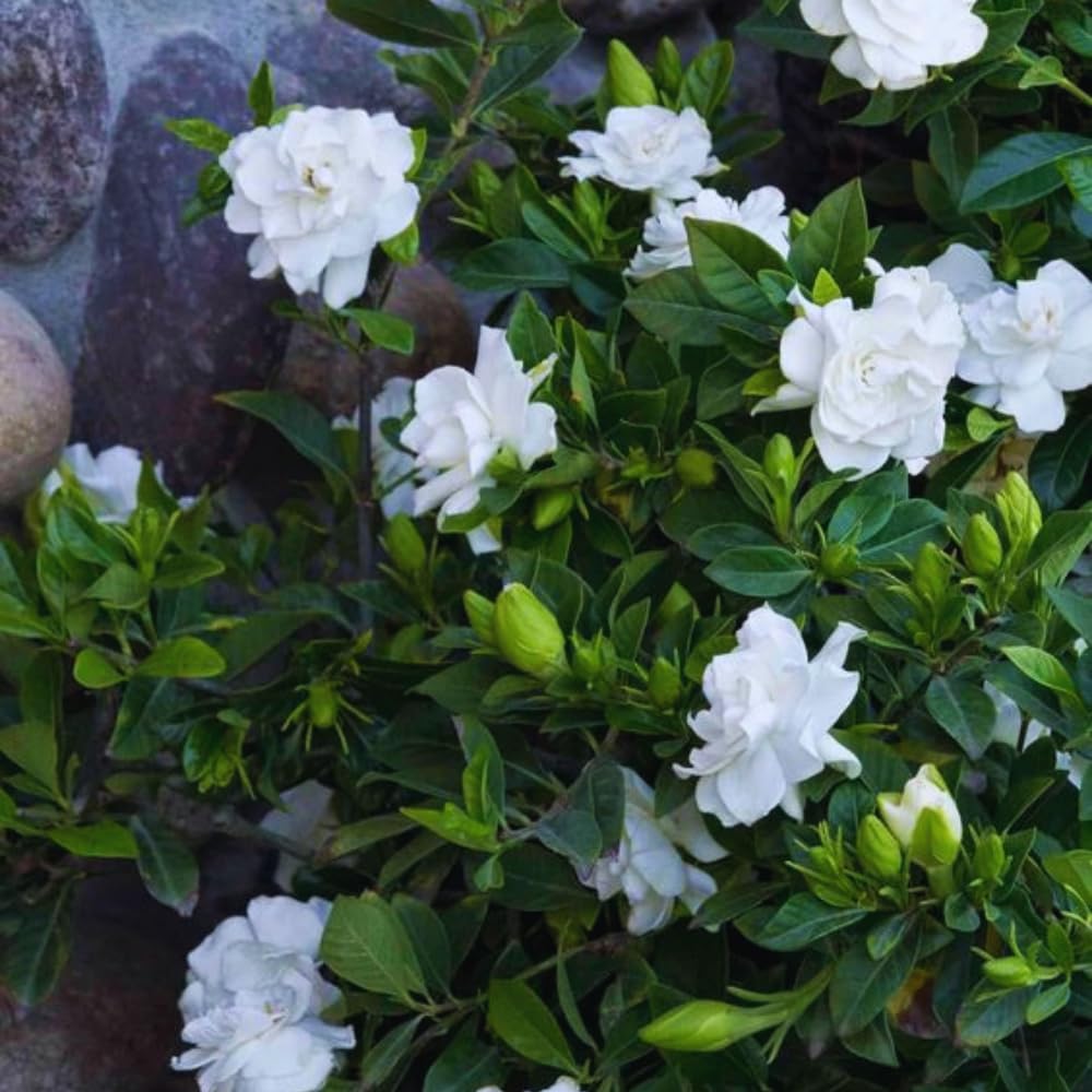 Gardenia Plant, Cape Jasmine Plants Live, Frost Proof Gardenia Live Plants, 5 to 7 Inc Tall, Easy to Plant Jasmine Shrub Plants