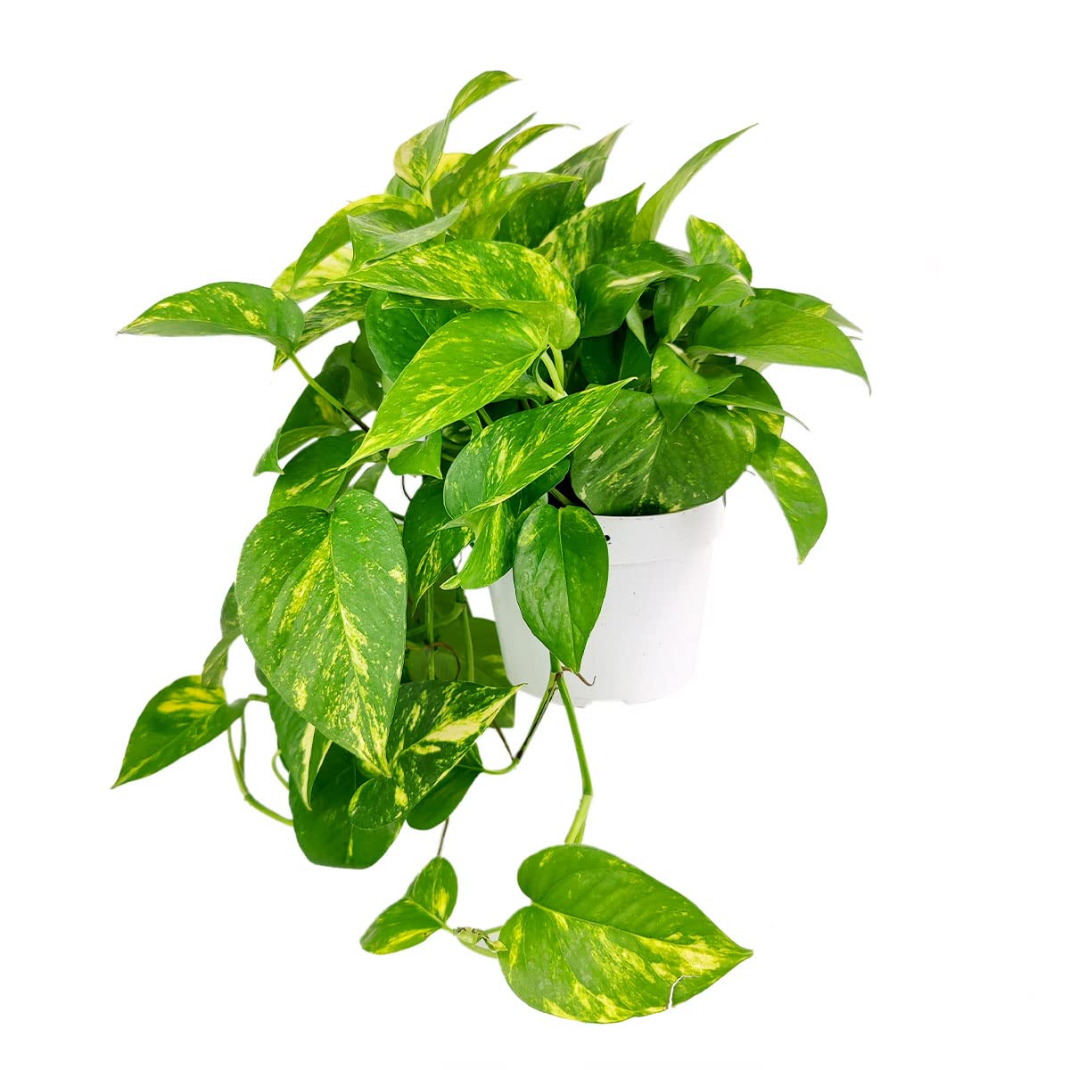 Golden Pothos (4" Grower Pot) - Trailing Air- Purifying, Easy to Grow Houseplant - Live Healthy Houseplant for Home Office Decoration
