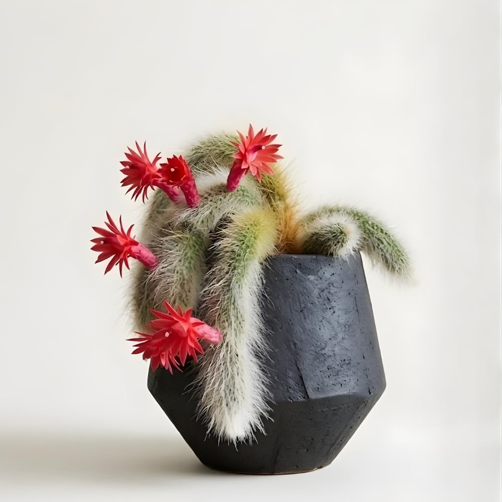 Monkey Tail Cactus Live Plant | 7-9 Inch Tall, Rare Live Succulents for Indoor & Outdoor Decoration, Low Maintenance Fuzzy Cactus for Sunny Windows and Spots