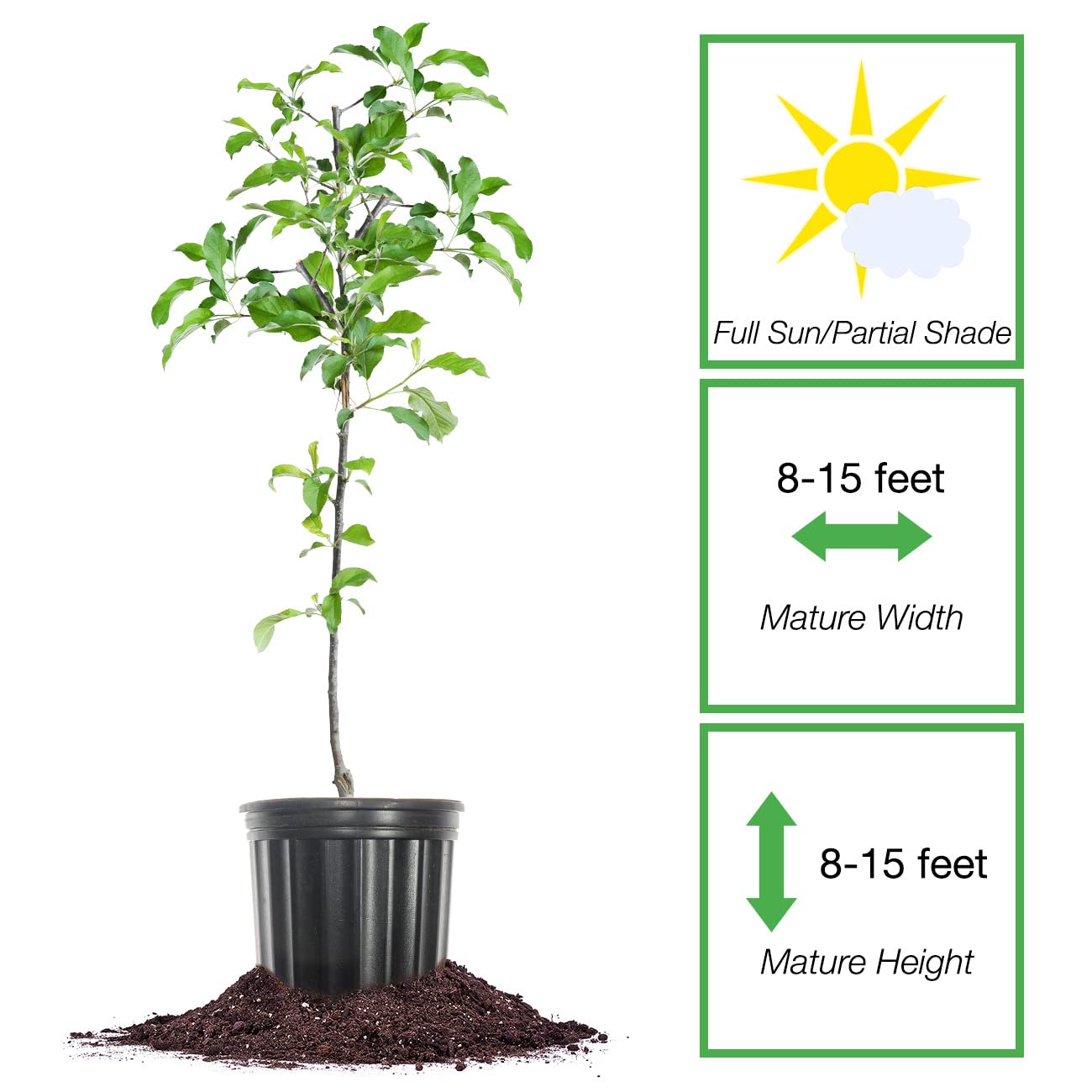 Perfect Plants Granny Smith Apple Tree 4-5ft Tall | Live Fruit Trees for Outdoor Planting | Fresh Apples for Eating, Canning, & Dehydrating | Sweet & Tasty Green Fruits Ripen in Fall