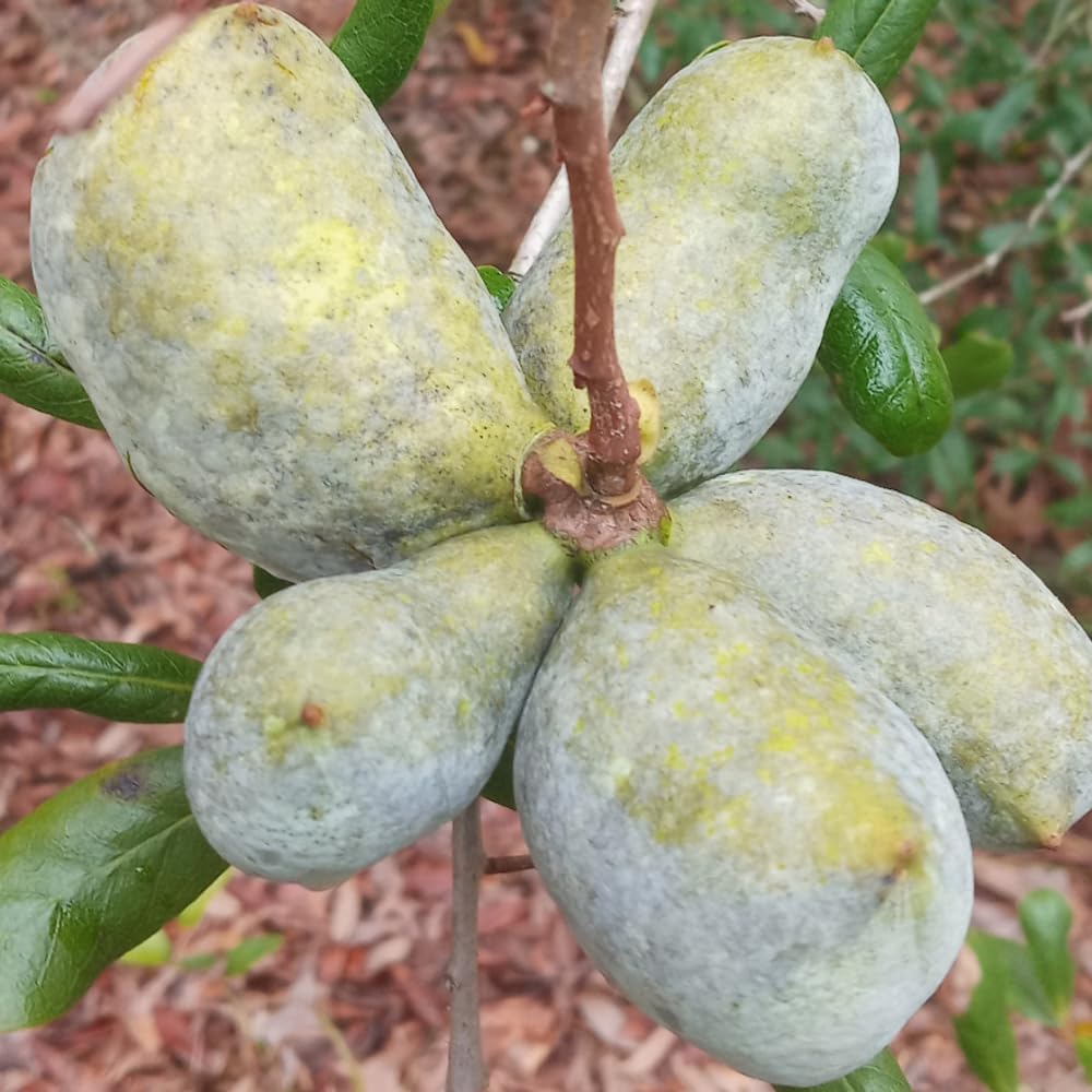 Pack 2 Paw Paw Trees Live Plants, Potted Pawpaw Seedling Plants, 1 Year Old Well Rooted, Common Pawpaw Asimina Triloba, No Leaf in Winter