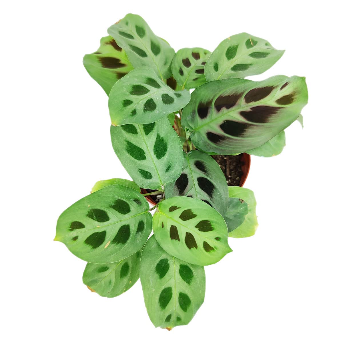 Maranta Green Prayer Plant - Maranta Leuconeura 4'' | Easy to Grow Houseplant | Live Healthy Houseplant for Home Office Decoration (4'' + Plastic Pot)