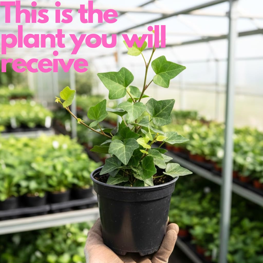 Green English Ivy Live Plants in 4 Inch Pot | Hardy Variegated English Ivy Live Plant for Home & Office Greenery | Low-Maintenance Glacier Ivy Houseplant for Desks, Windowsills & Hanging Displays
