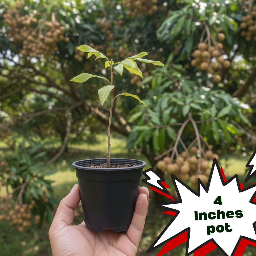 Longan Tree Live Plant in 4 Inches Pot, Longan Seedlings from 6 to 8 Inches Tall, Sweet Fruit Tree for Edible Garden