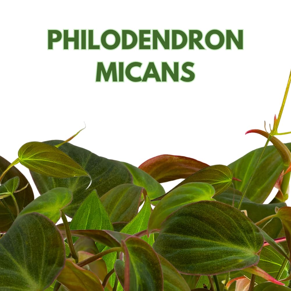 BubbleBlooms Philodendron Micans Hederaceum in a 4 inch Pot Heart-Leaf Philo, Sweetheart Plant