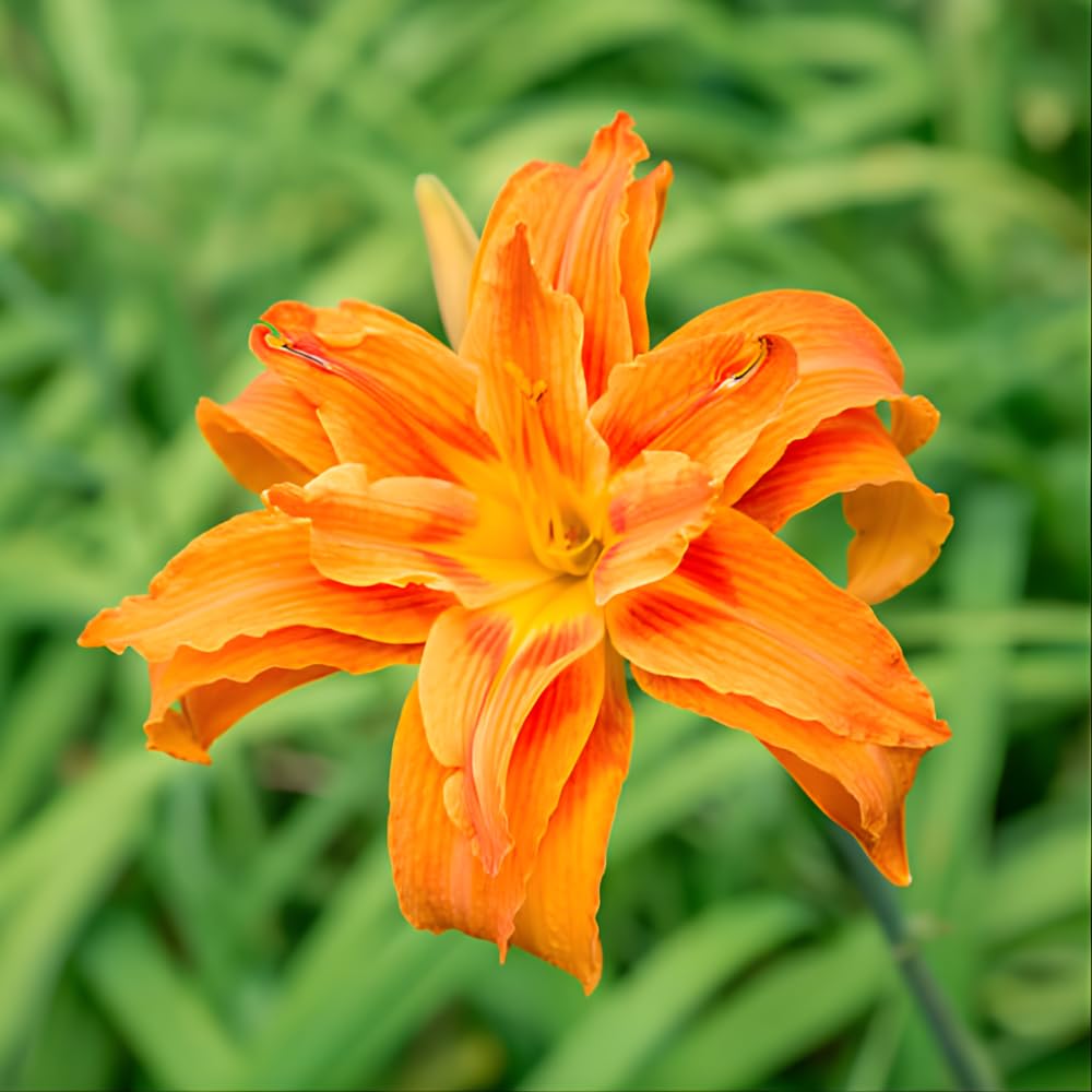 10 Orange Double Bloom Daylily Live Roots, Cold-Hardy Fragrant Perennial, Low Maintenance Exotic Flower for Garden Borders