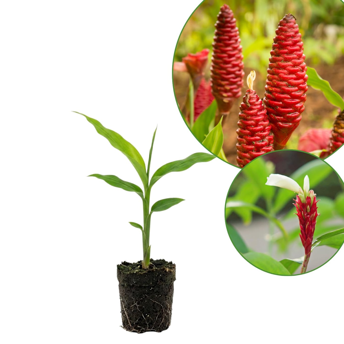 Shampoo Ginger Plant, Cold Hardy Red Ginger, 3-5 Inches Tall, Zingiber Zerumbet Live Outdoor Landscape