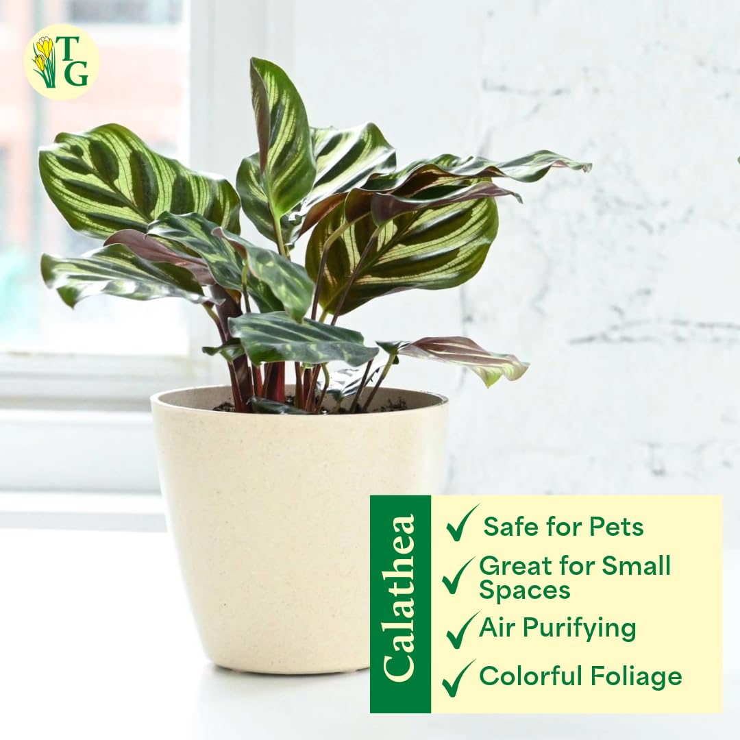 Thorsen's Greenhouse Peacock Calathea, Live Indoor Plant, Safe for Pets, Colorful Foliage, Rare Variety, Peacock Plant, 4" Diameter (Sage)