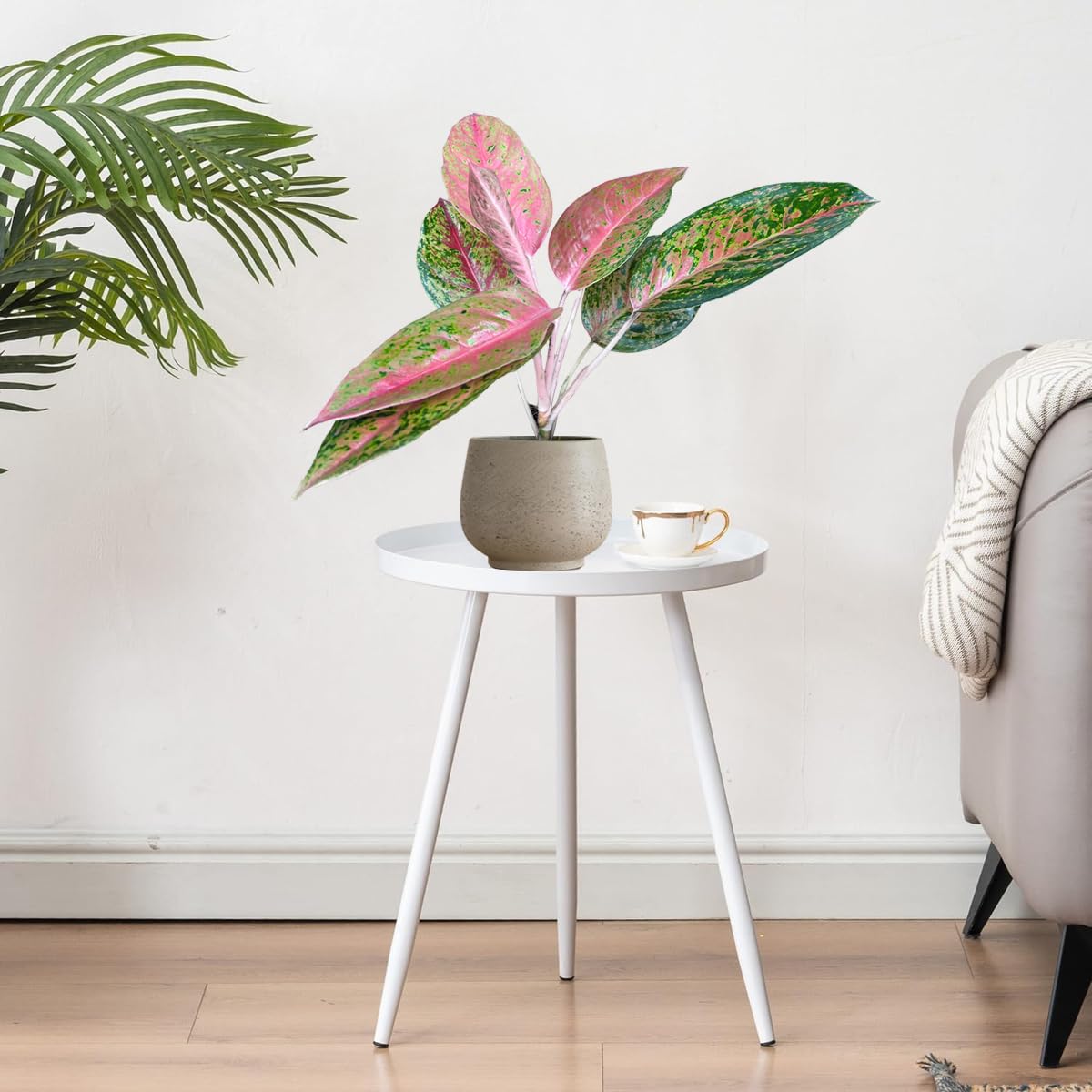 LEAL PLANTS ECUADOR Live Aglaonema Commutatum Pink Plant (Chinese Evergreen) – Vibrant Pink & Green Foliage – Low Light Tolerant Potted Houseplant for Indoor Gardening