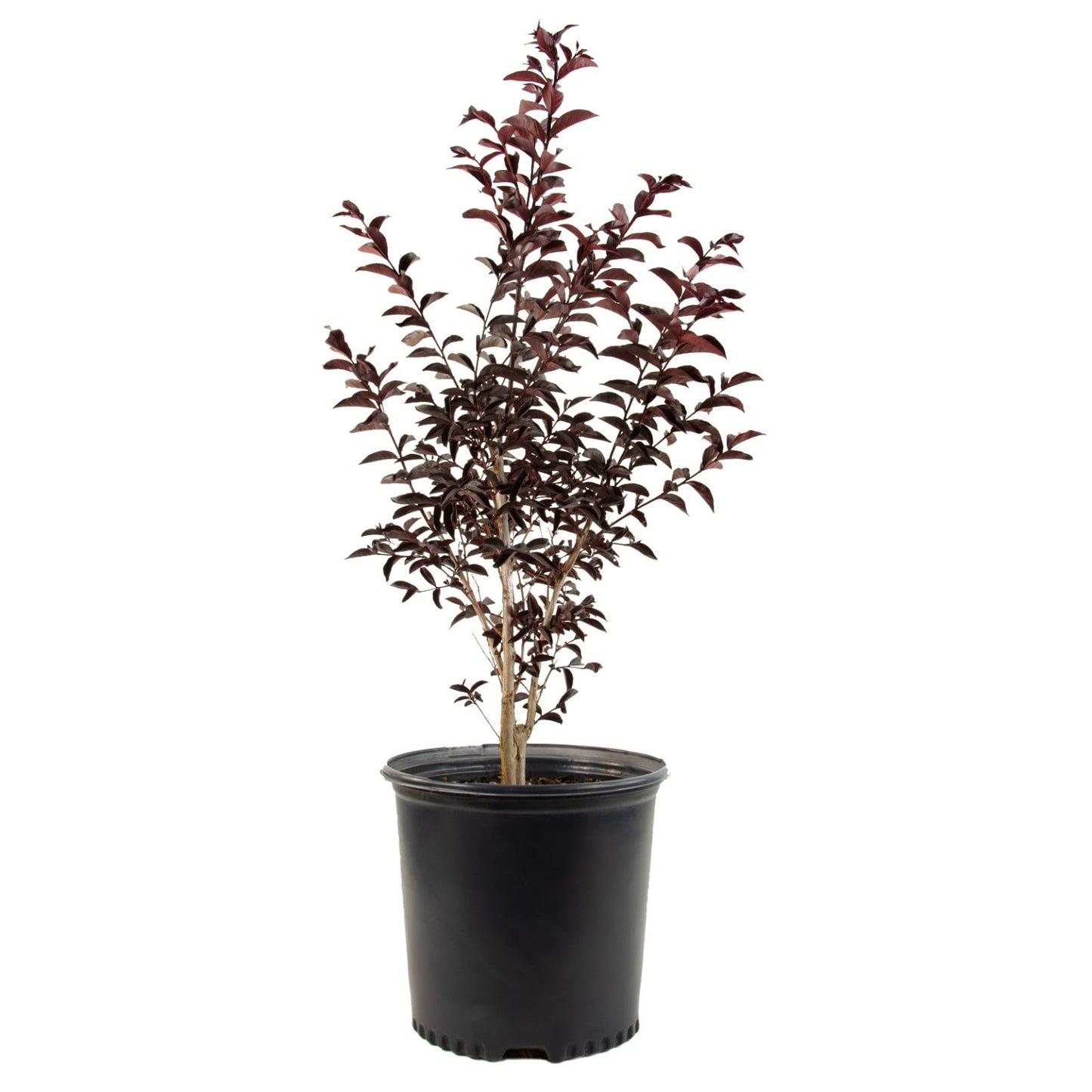 Live Plant - Raspberry Gelato Indulgence® Crape Myrtle - Live Plant - (2.5 Qt)