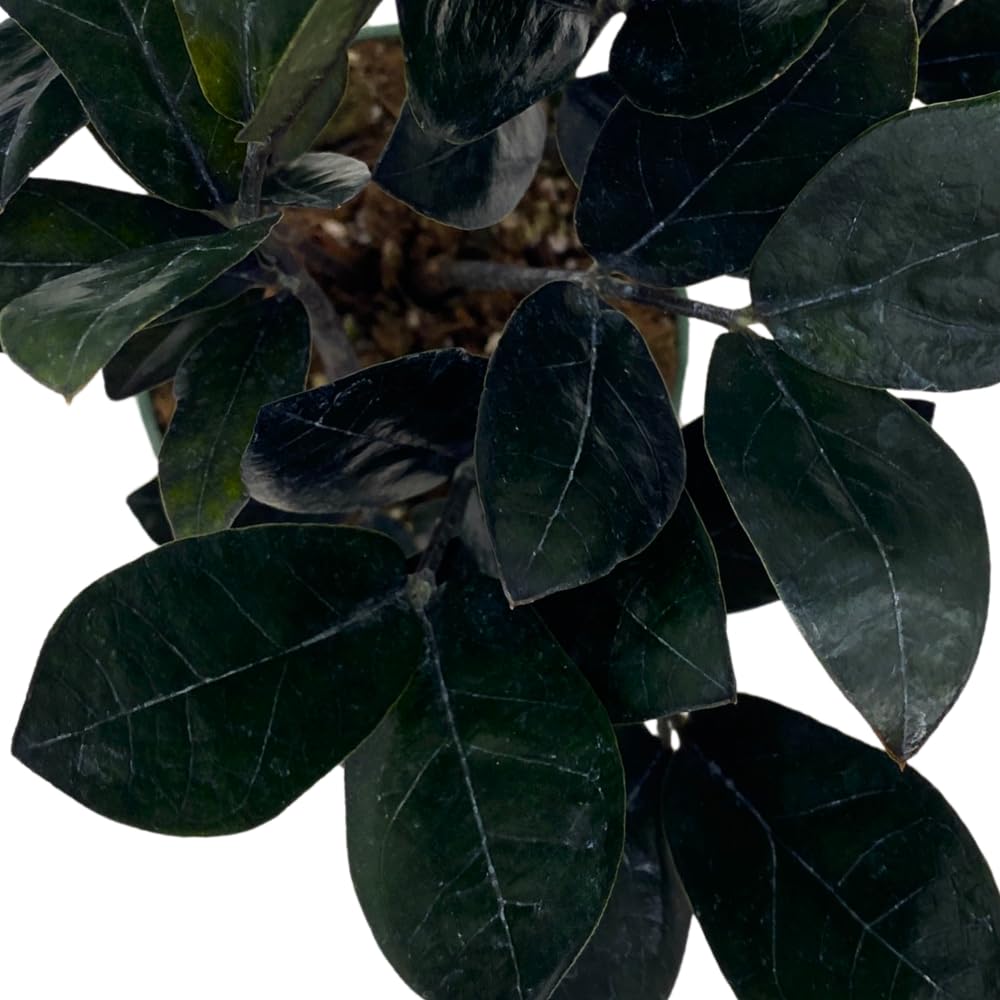 BubbleBlooms Black ZZ, 4 inch Raven Zamioculcas Zamiifolia Dowon Jet-Black