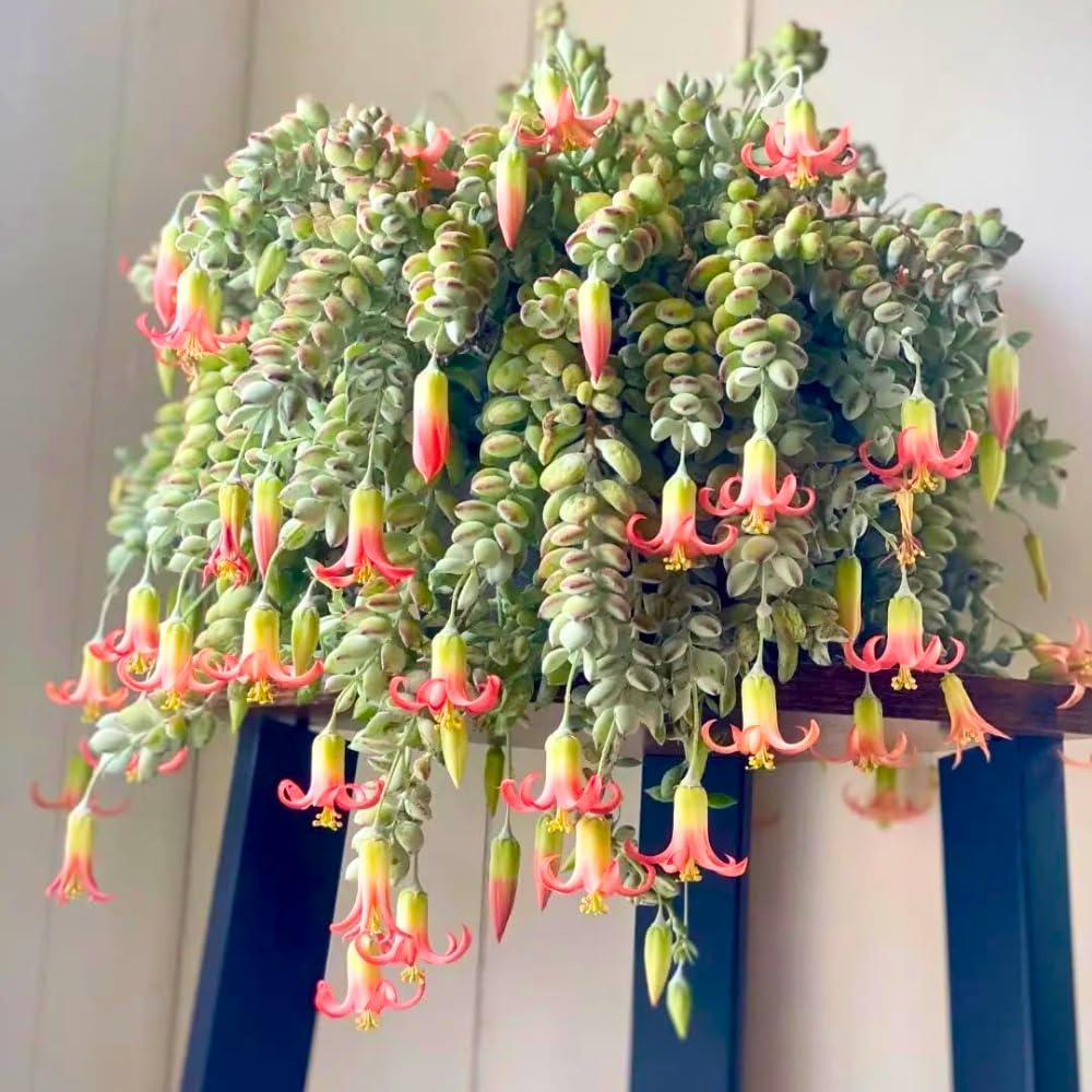 Cotyledon Pendens Succulent Plant, Trailing Succulent Houseplant Well Rooted 2'' Pot, Easy Care Indoor Plant