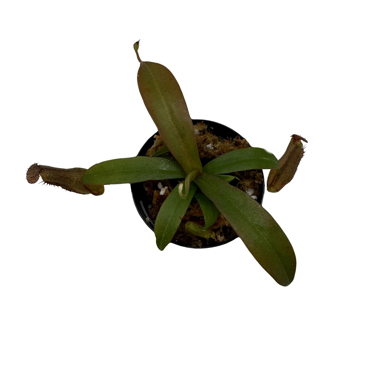 Nepenthes 'Rebecca Soper' Tropical Carnivorous Pitcher Plant