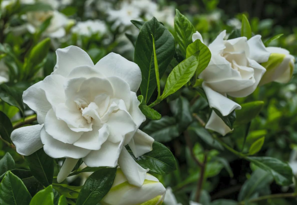 Gardenia ‘Summer Snow’ Live Plant – Cold Hardy Fragrant Evergreen Shrub – Large Double White Flowers – Zone 6–10 – 3 Inch Pot