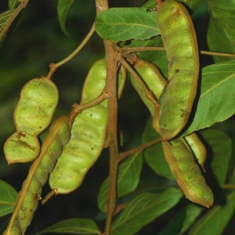 Ice Cream Bean Fruit Tree Live Plant Live for Planting, 8 to 12 Inch Tall Ice Cream Bean Plant Live Pot, a Half Gallon