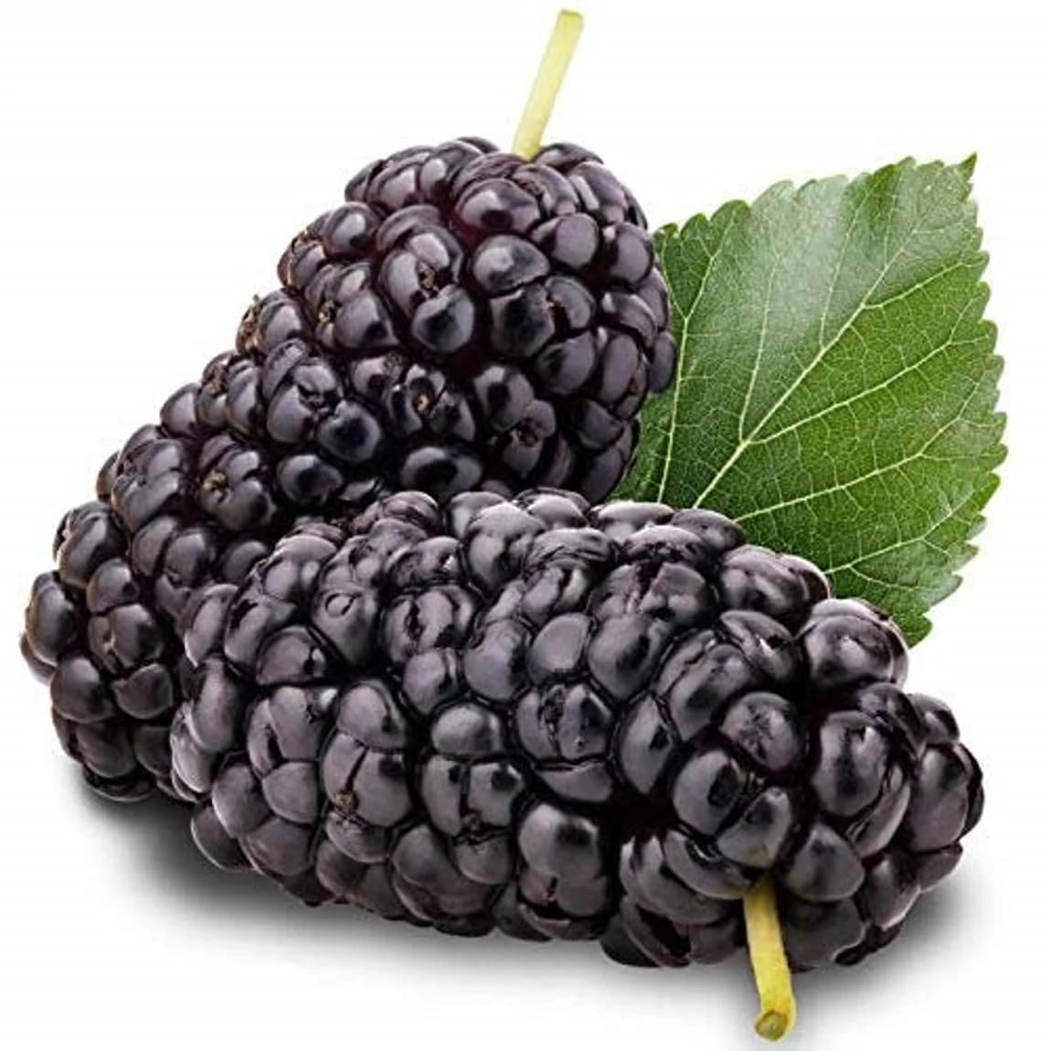 1 Red Mulberry Tree Live Starter Plant - Morus Rubra - Native American Fruit Tree with Delicious Berries