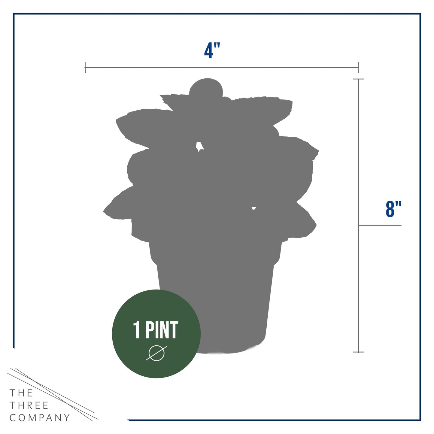 Live Begonia - Dark Leaf Assorted (4 Per Pack), Beautiful Shade Annual, Ships 8" Tall by 4" Wide in 1 Pt Pot