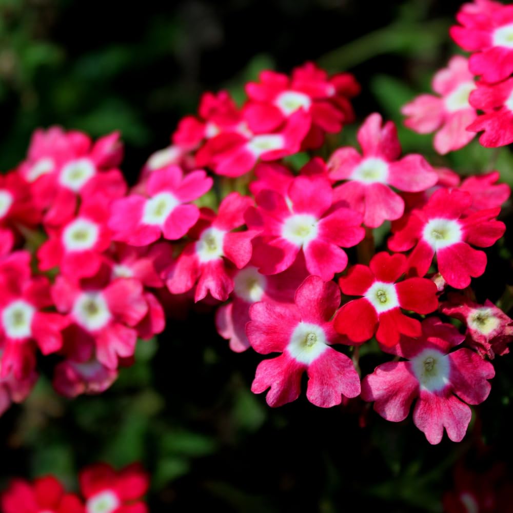 2 Pink Verbena Plants Live for Planting, Colorful Blooming Flower Plant, Verbena Live Plants, 5 to 7 Inc Tall