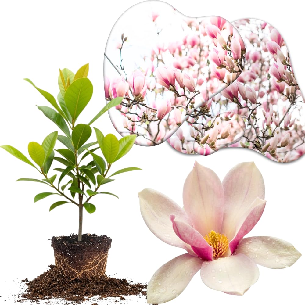 Jane Magnolia Tree Live Plant in 2.5 Inches in Pot, Starter Plant, Fragrant Perennial Ornamental Plants Shrub for Outdoor Garden