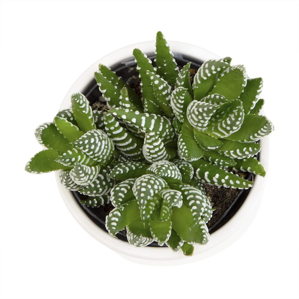 Haworthia Succulent Plant Live in White Planter, Live Succulents Plants Live Plants, Live Indoor Plants Live Houseplants, Low Light House Plants, Succulent Plants Cactus Plants Live by Plants for Pets