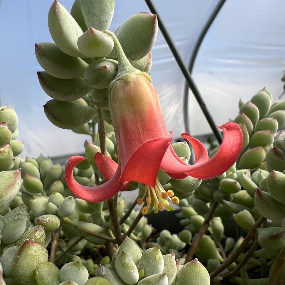 Cotyledon Pendens Succulent Live Plant, 4" Pot, Trailing Succulent Plant, Small Houseplant Cactus for Planting Indoor