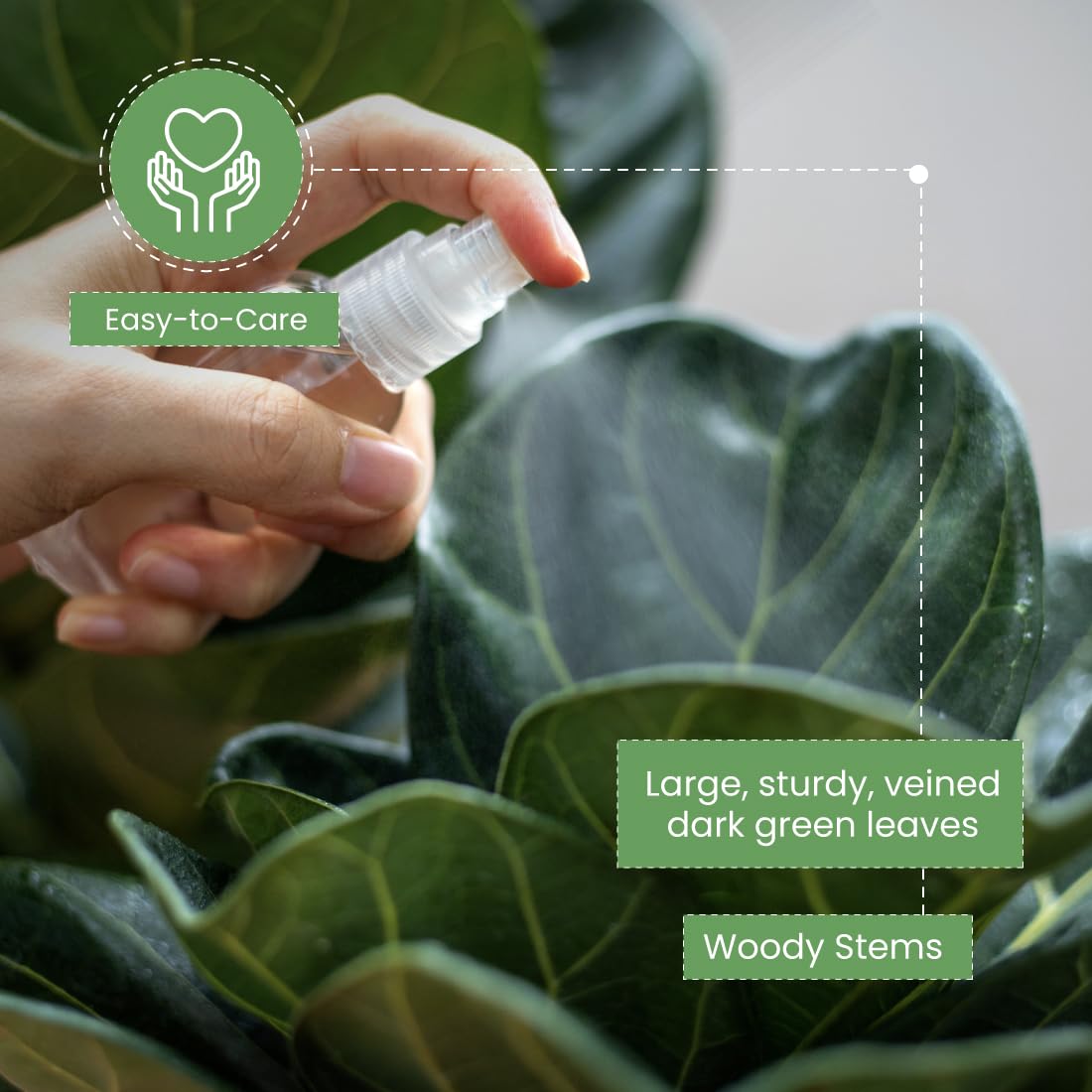 American Plant Exchange Live Fiddle Leaf Fig – 10-Inch Pot –Bold Leafy Indoor Plant for Bright Spaces