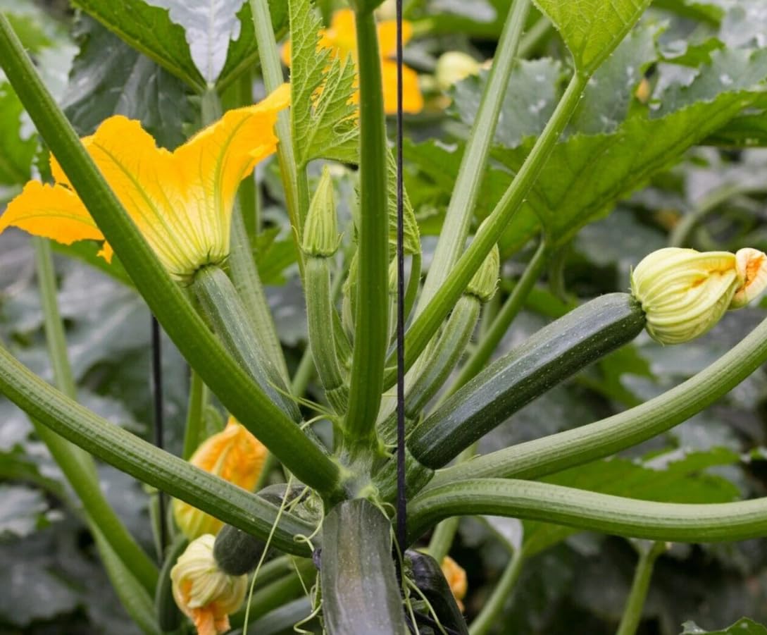 1 Pot 2 Zucchini Squash Plants Live Green Zucchini Climbing Vine Plants Sweet Vegetable Plant 3-6 Inch Tall 4 Inch Pot
