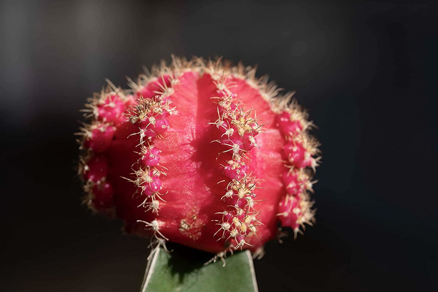 Grafted Cactus Succulent 3PK in 3" Terracotta Pots, Live Succulents & Mini Cacti Plant Gift, Real Houseplants for Home or Office, Easy Care Houseplant Trio by Plants for Pets