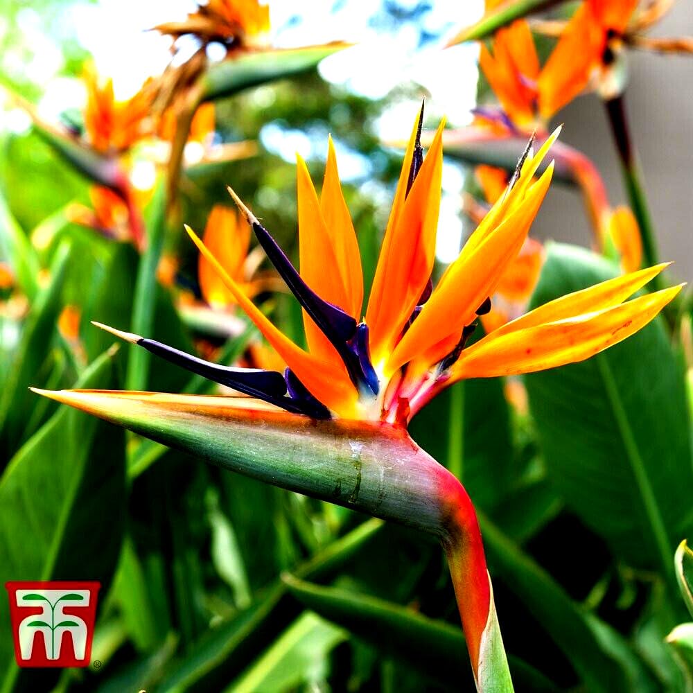 Live Plant - Orange Bird of Paradisestrelitzia Reginaerooted Plant10-12 Inches Tall