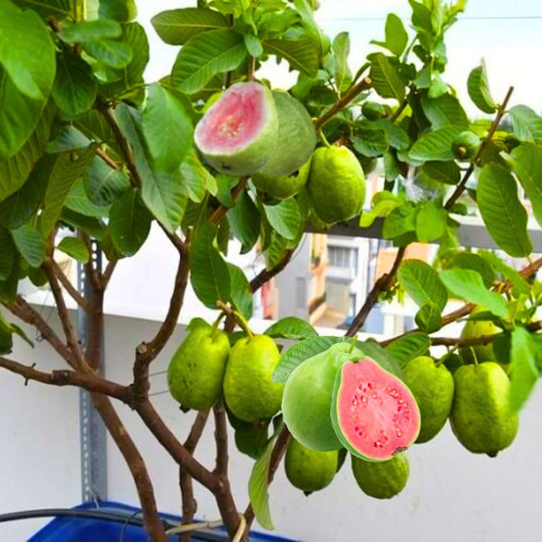 Pink Guava Tree Live Plant, 3 to 6 Inc Tall, Well Rooted, 4 Months Old Guava Tree Seedling, Fragrant Guava for Planting, Cold Hardy