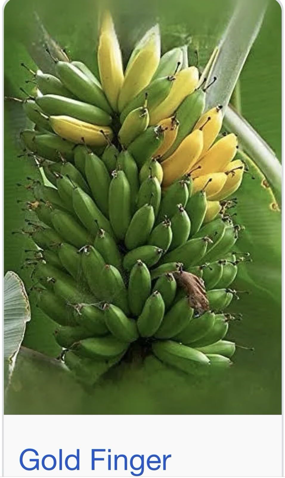 Live Plant - Gold Finger Musa Banana Tree-Small Well Rooted Starter Plant
