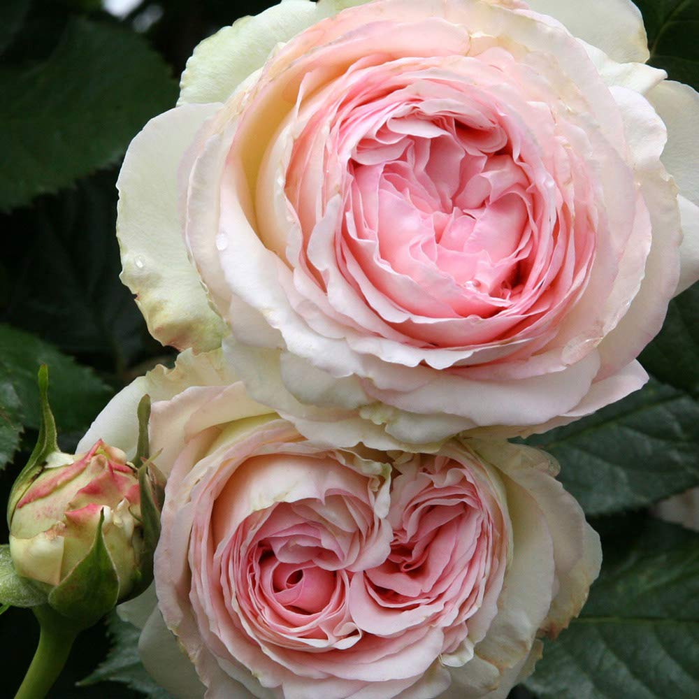 Heirloom Climbing Roses, Live Own Root Plant for Outdoor Garden, Eden Climber®, Lightly Fragrant, Hardiness Zones 5-10, Repeat Blooming