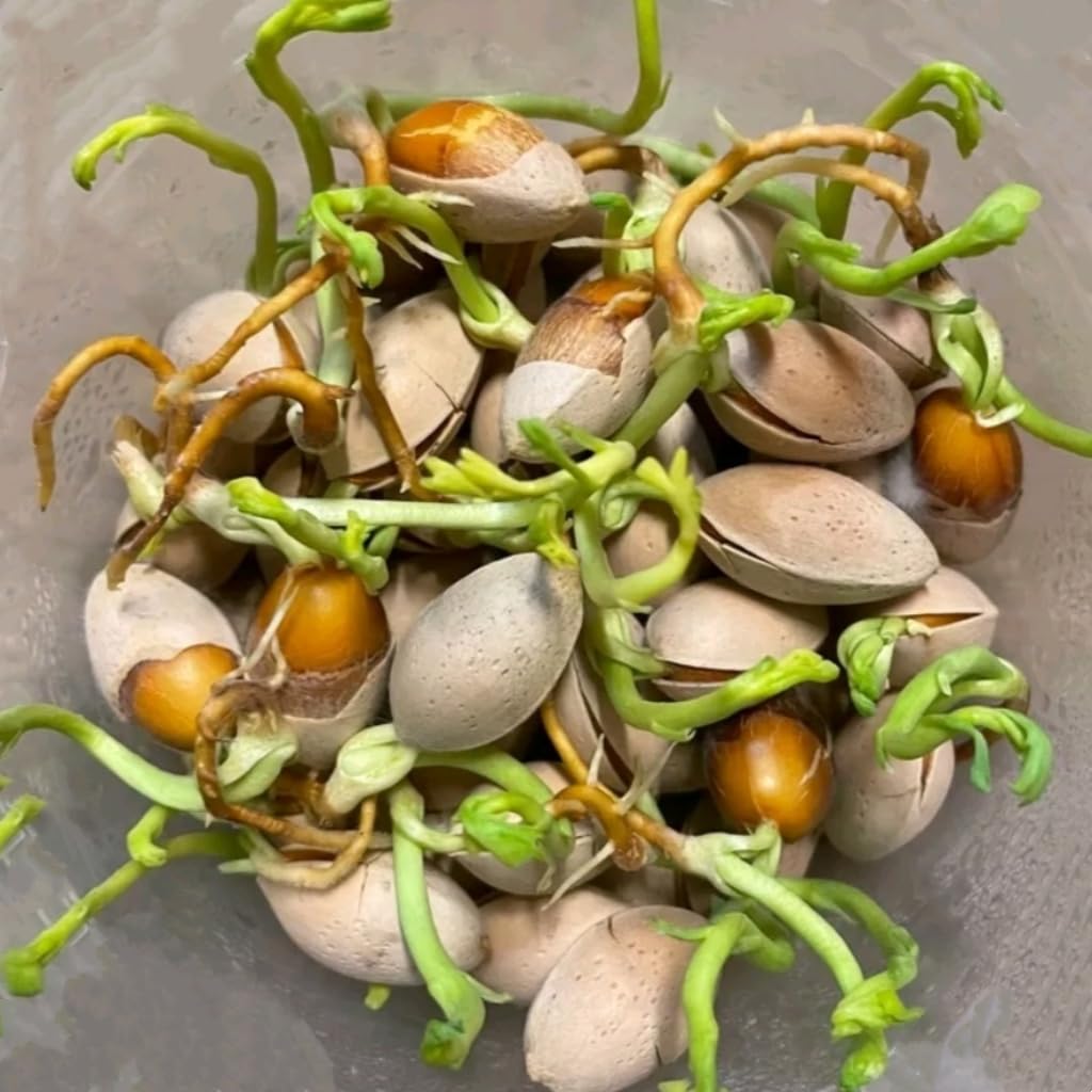 25 Ginkgo Biloba Seeds,Rare Ginkgo Unique Leaves Bright Yellow Maidenhair Tree Seeds