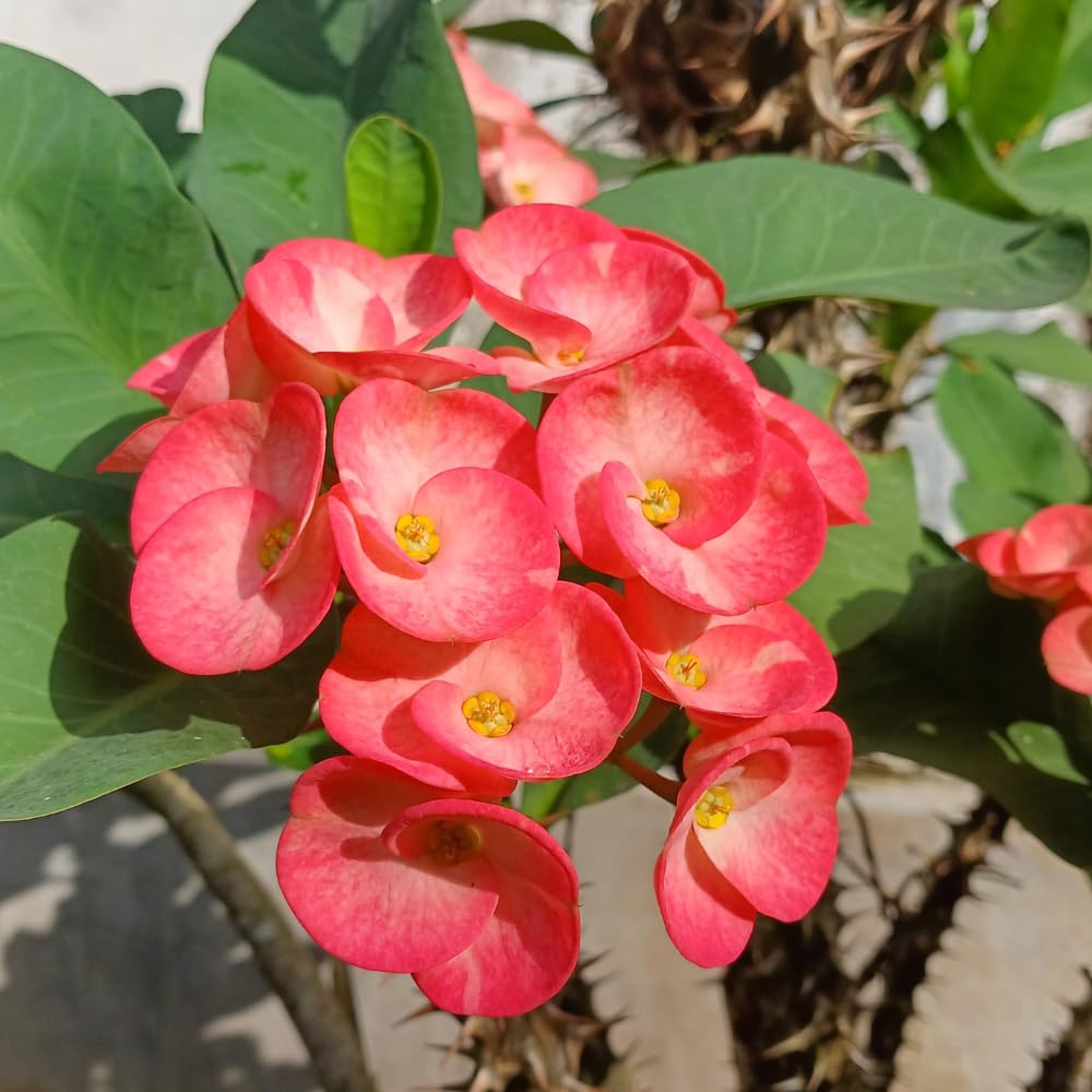 Pink Crown of Thorns Plant, 4-8 Inch Tall Euphorbia milii, Low Maintenance, Easy to Grow, Hardy Perennial Flowering Succulent for Indoor & Outdoor Use