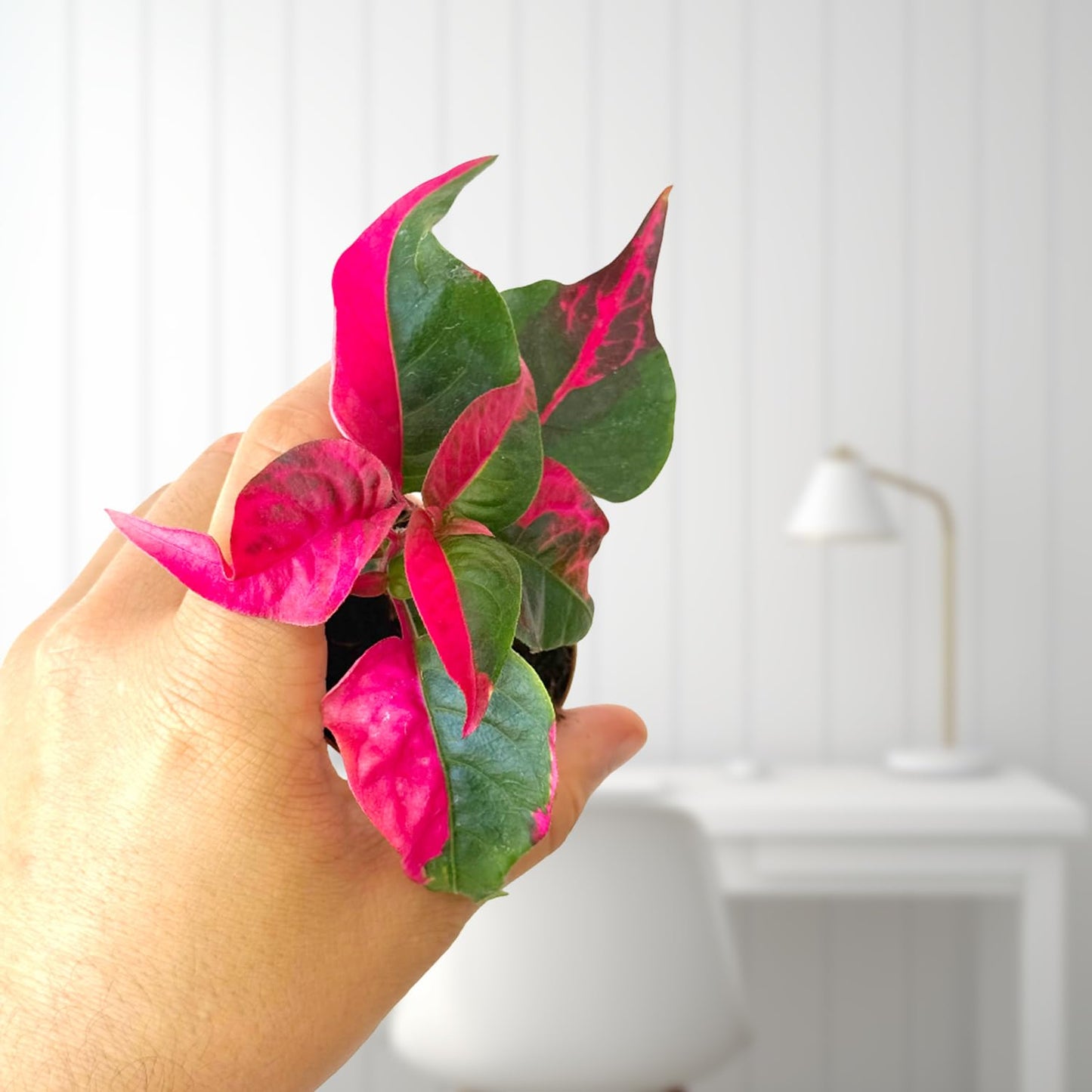 Alternanthera Party Time Live Plant in 2” Pot – Pink and Green Foliage – Foliage for Gardens & Landscapes - Easy Care Outdoor Plant - Green and Pink Shrub