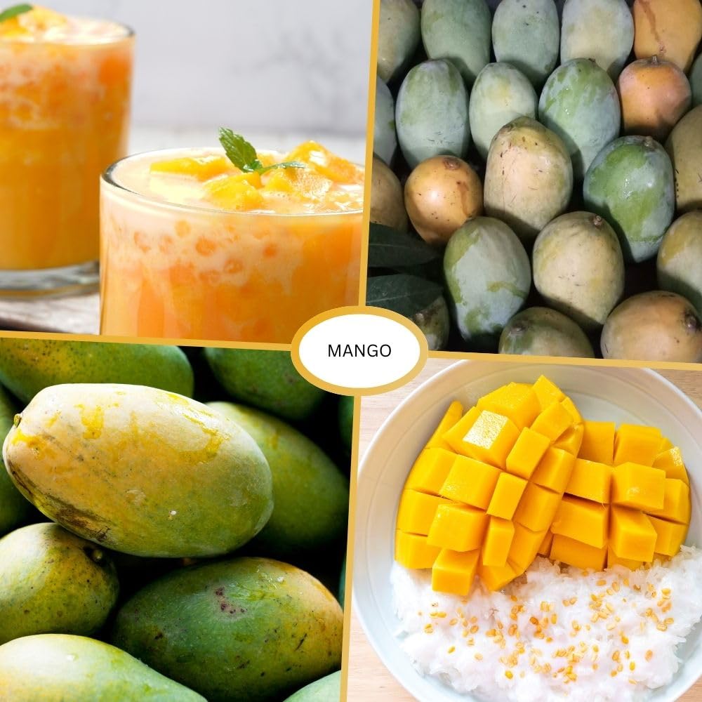 Ice Cream Mango Tree Live Plant, 2-3 Gallon Pot, Mango Plants Live, Grafted Dwarf Tropical Fruit Tree for Patio & Garden