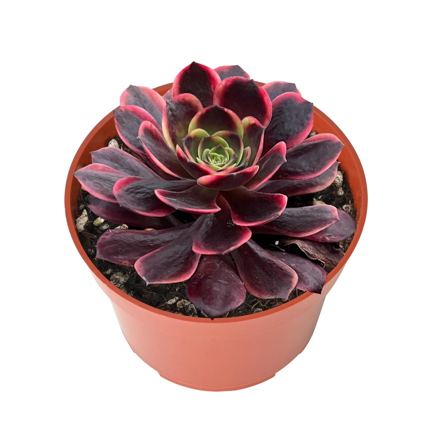 Live Succulents Aeonium 'Superbang' (4-inch), Succulent Plants Fully Rooted in Pots with Soil, Easy-Care House Plant for DIY, Home Office Decor, Wedding Party Favor