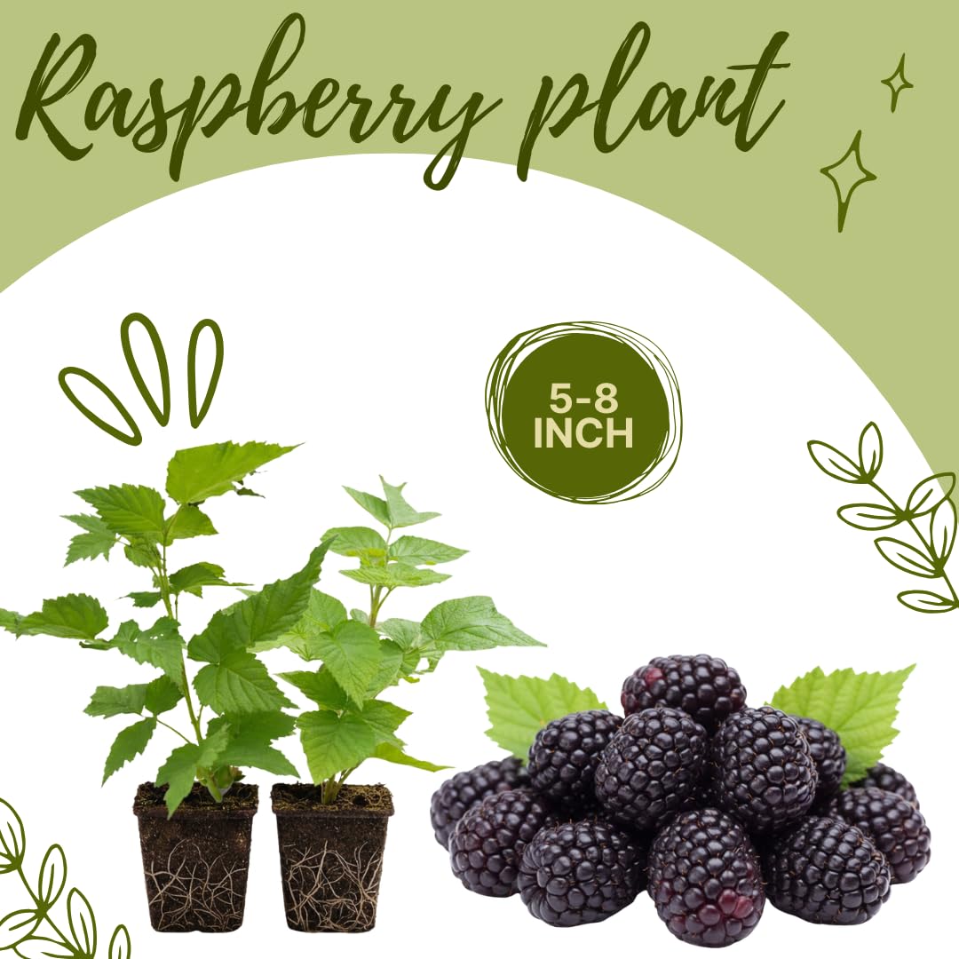 Set of 2 Raspberry Plants Live, Sweet Raspberry Bushes, 5-8 Inches Tall, Well-Rooted, Ready for Growing (Glencoe Raspberry)