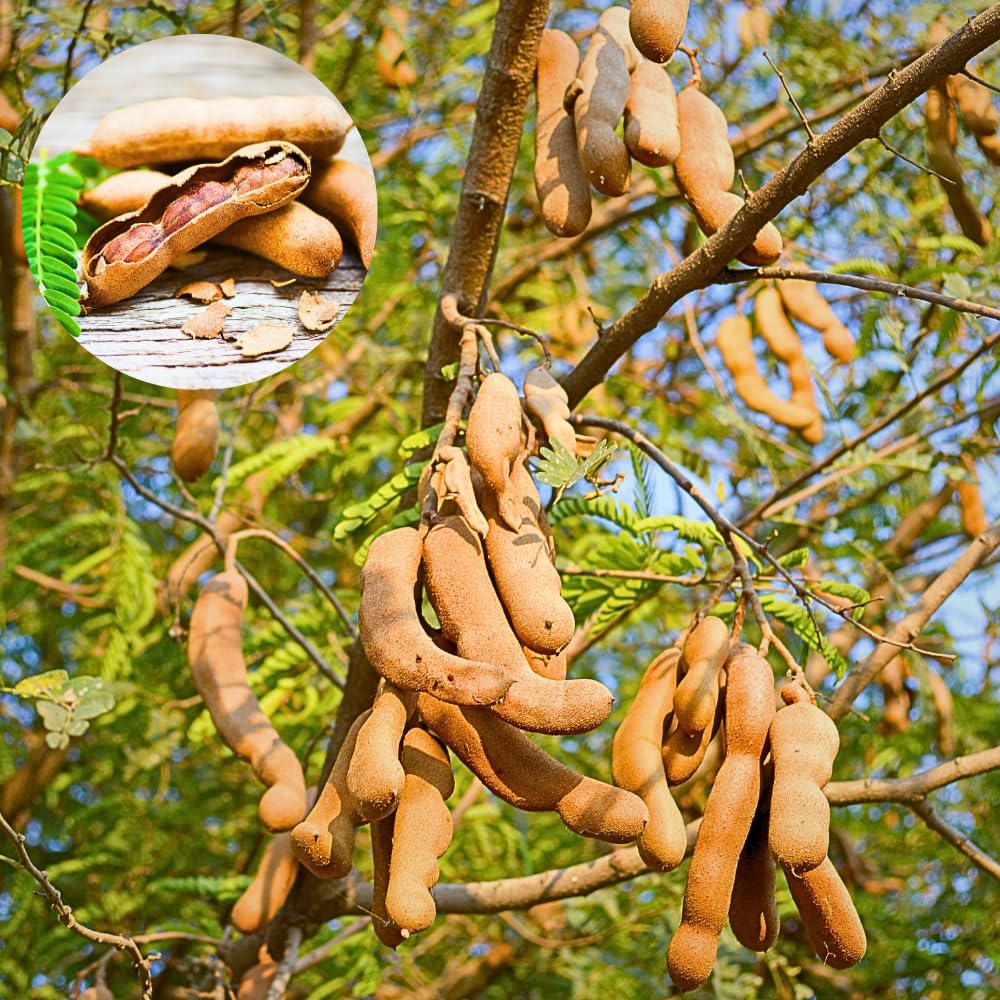 Tamarind Tree Plant Live, Tamarind Fruit Perennial Tropical Plants, Live Fruit Tree, 3 Feet Tall in 3 Gallon for Outdoor Gardening