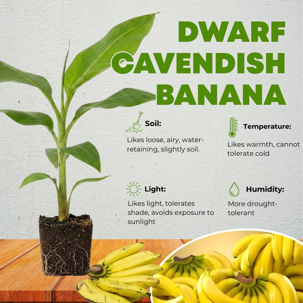 Banana Plant Live, Cold Hardy Tropical Banana, 4-6'' Tall, Starter Plant for Indoor and Outdoor (Dwarf Cavendish Banana)
