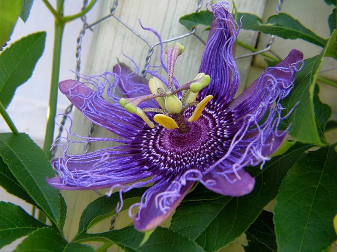 Maypop Passiflora - Healthy Well Rooted Starter Plant - Passiflora Incarnata